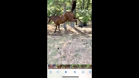 Big horsefly sends horse into bucking fit!!!😲