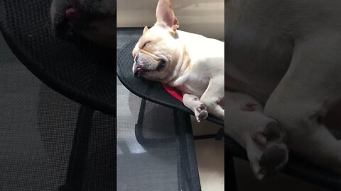 When you find the perfect napping spot... #shorts #shortsfeed #clips #shortvideo