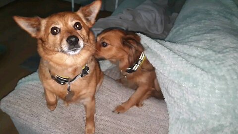 Cute Dog wakes up younger Sister to watch movie.