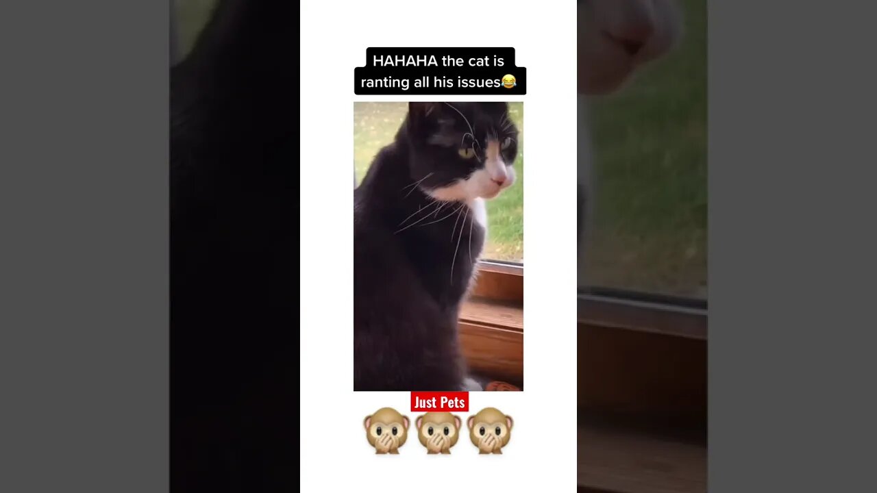 Ya ya ya #shorts #tiktok #cute #funnyvideos #cat