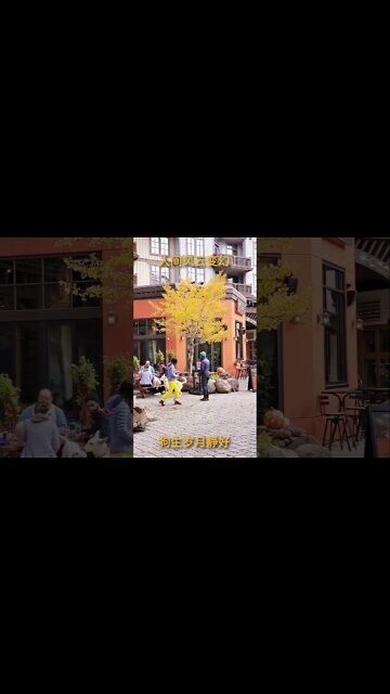 疫情人间 怡情狗生