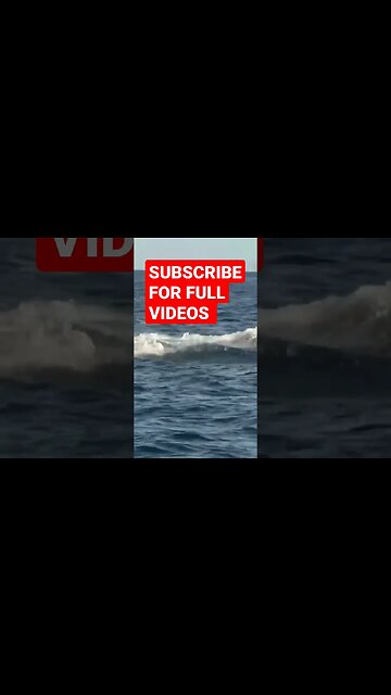 Humbacks and orcas, great fun #shorts