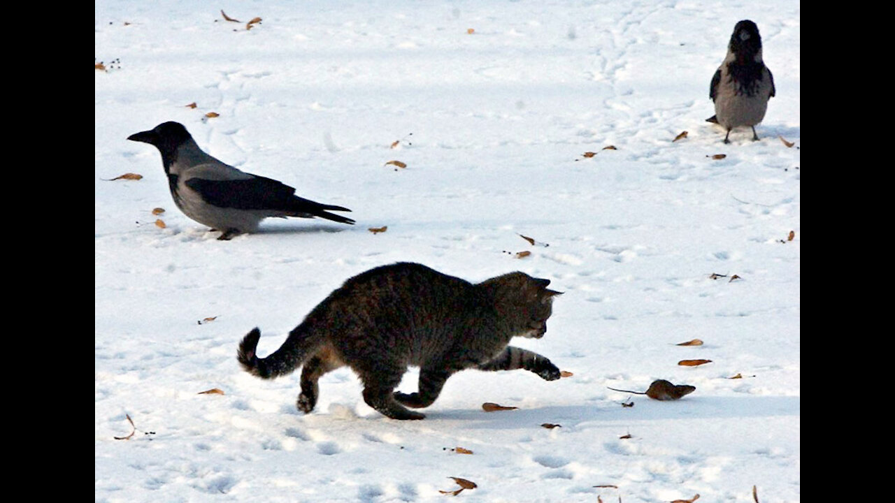 Gato is assaulted in broad daylight by two highly articulated birds