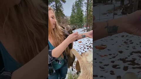 Treat Time! #goats #goat #dairy #homestead #HomesteadLife #homesteading #farmlife #simpleliving