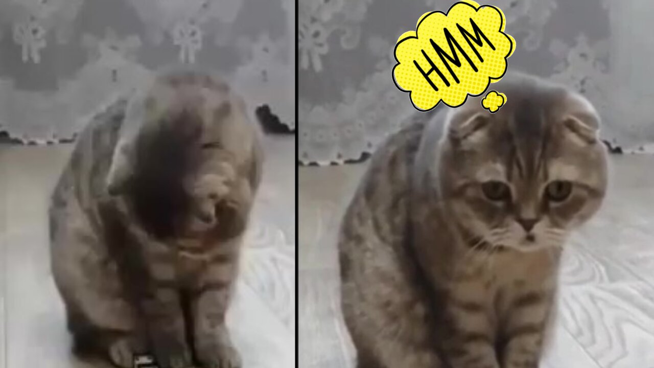 Watch the exact moment that cat does shit.