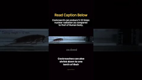 🪳 Cockroach Shrink: Uncovering the Astonishing Miniaturization of Roaches 📏