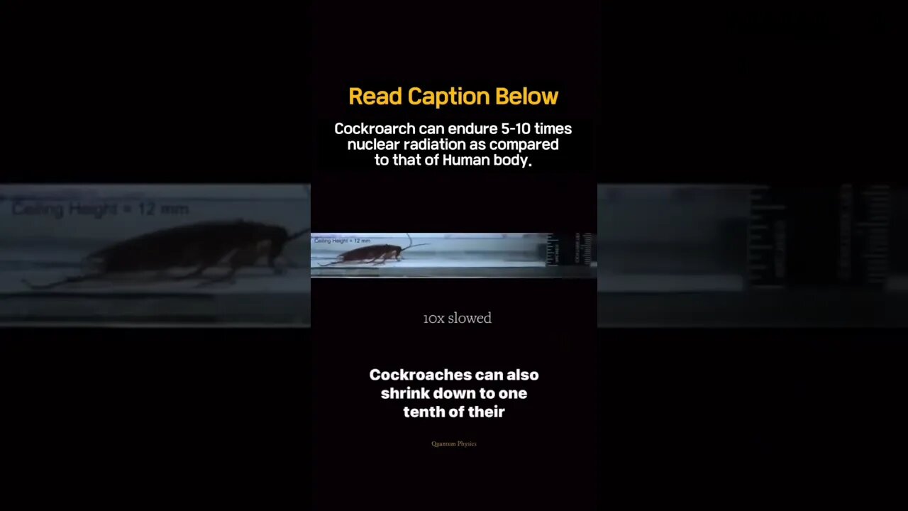 🪳 Cockroach Shrink: Uncovering the Astonishing Miniaturization of Roaches 📏
