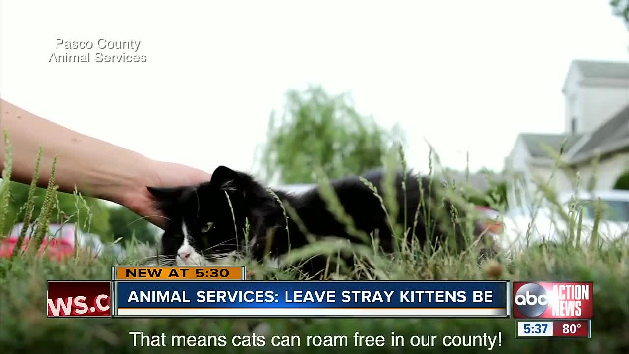 Pasco rolls out new program to save stray cats