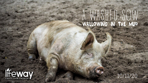 A Washed Sow Wallowing in the Mud - October 11, 2020