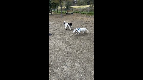 Portuguese Water Dog with his friend