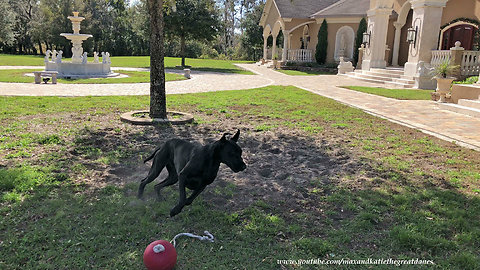 Energetic Great Dane runs epic dirt zoomies