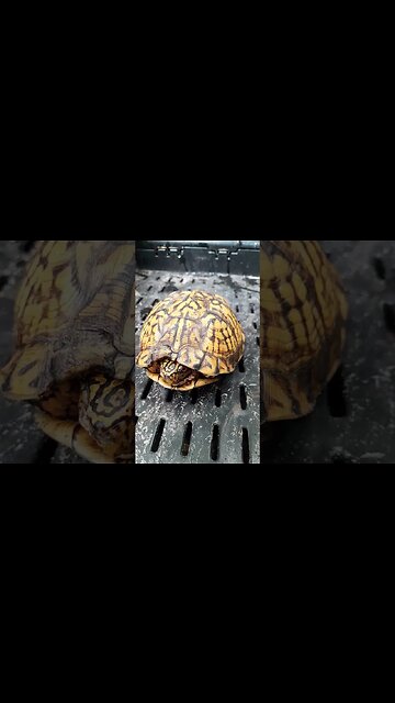 Rescue / Relocating a WILD BOX TURTLE!😍 #shorts #nature #animals