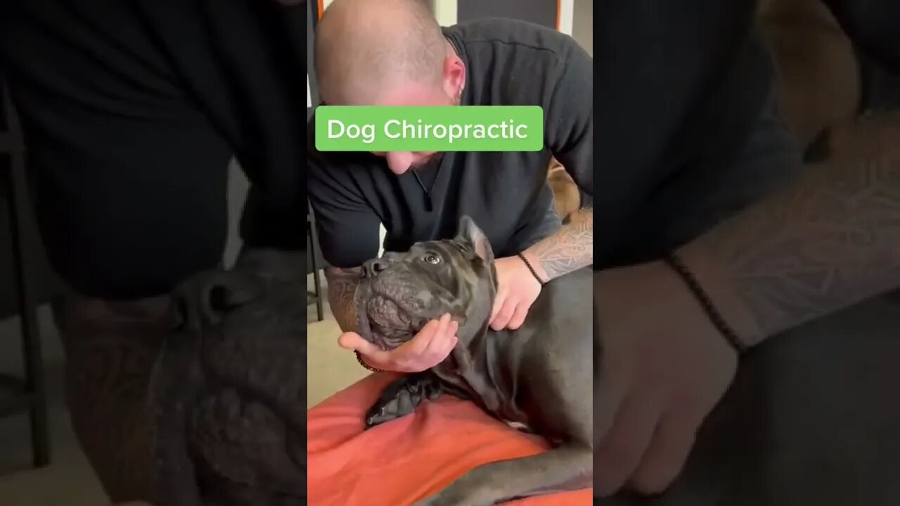 Dog trusting the chiropractor, while adjusting his neck