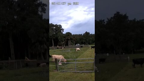 Cattle on the green, green grass #cow #cattlefarm #cattle #spedup #shorts