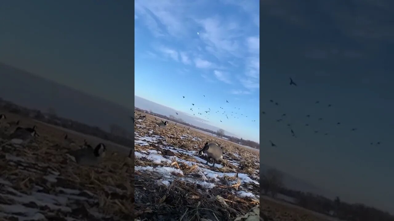 The Outskirts Of Heaven are Experienced in the Outdoors! #duckhunting #waterfowlhunting