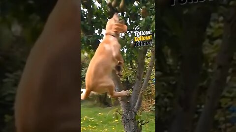 Cocker Spaniel Picking Fruit 🍐🐕