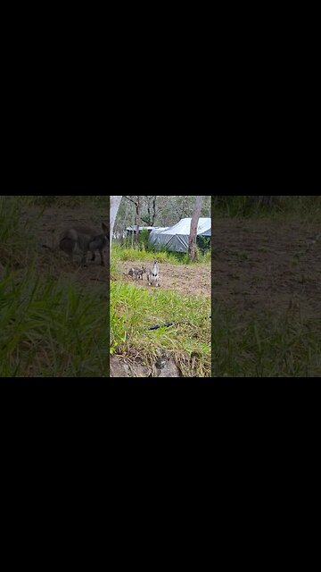 Good Morning Wallabies