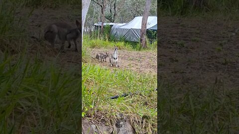 Good Morning Wallabies