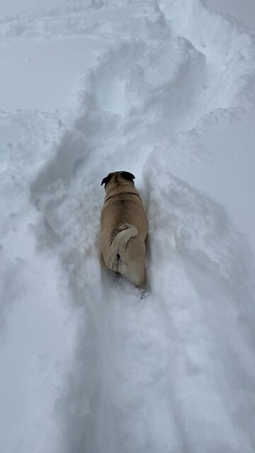Pug Trails in Deep Snow