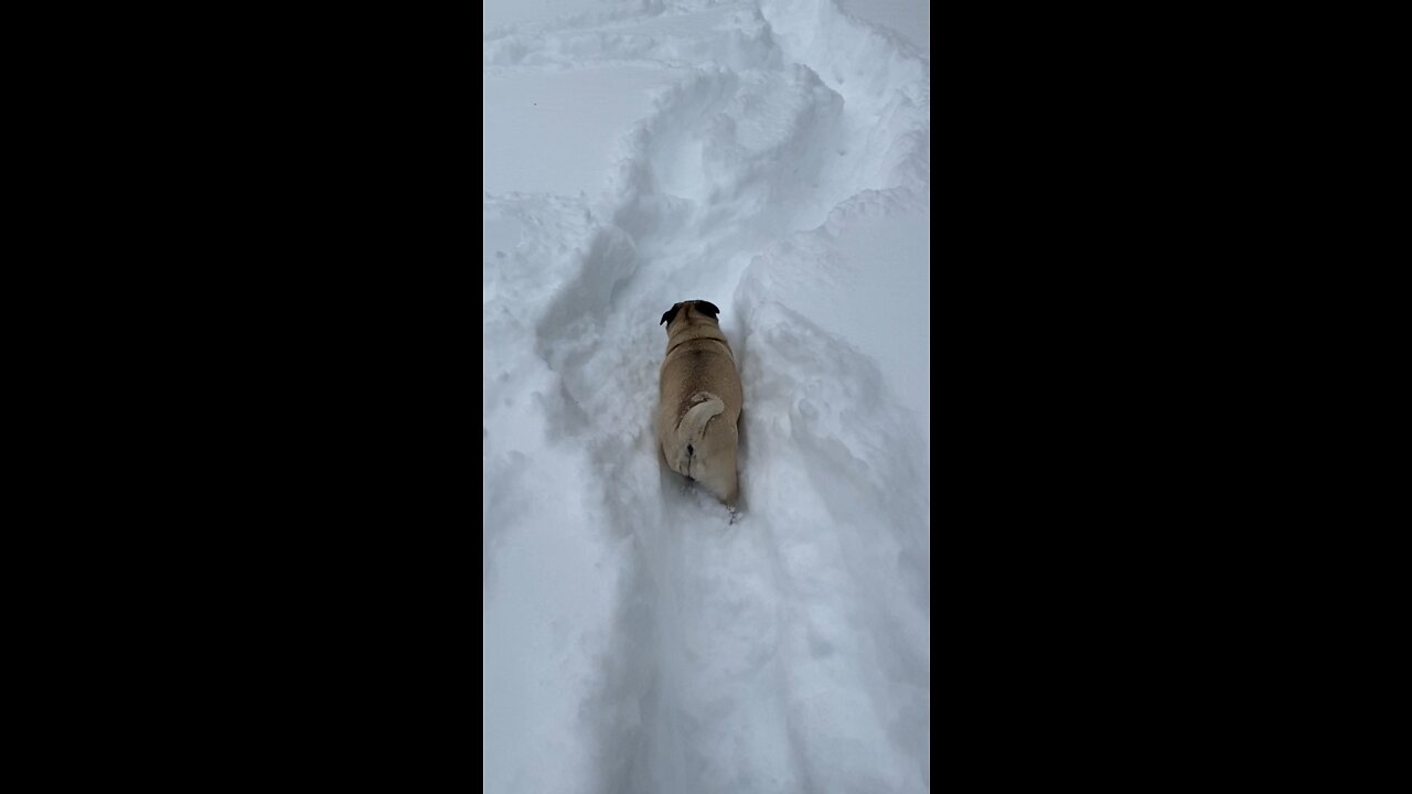 Pug Trails in Deep Snow