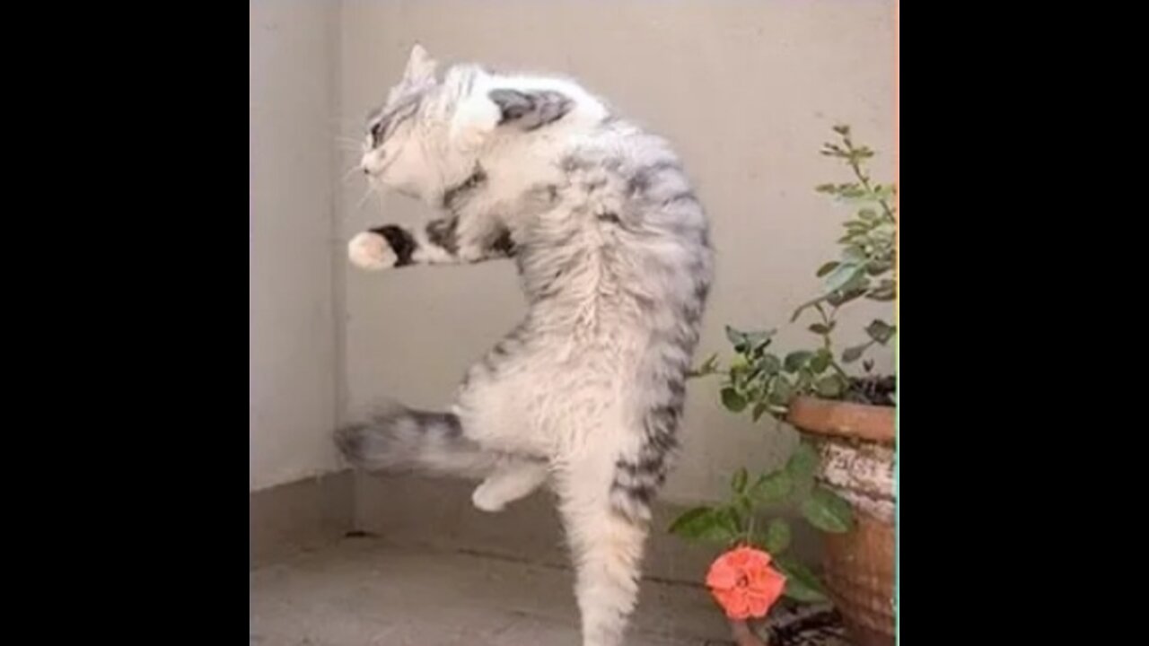 Amazing cat dance