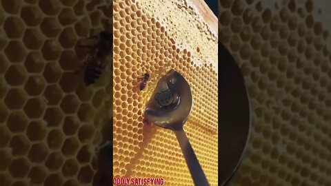 Satisfying video #satisfying #oddly #asmr #shorts #honey #honeycomb #honeybee