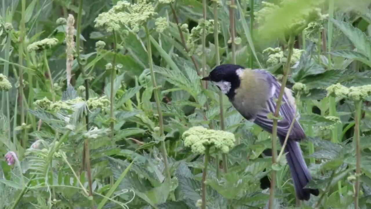 The ease and speed of the bird's movement in the grass