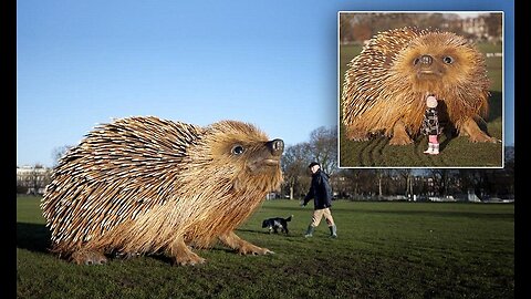 😂😂 TThe biggest hedgehog in the world is cool