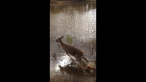 Rescued deer