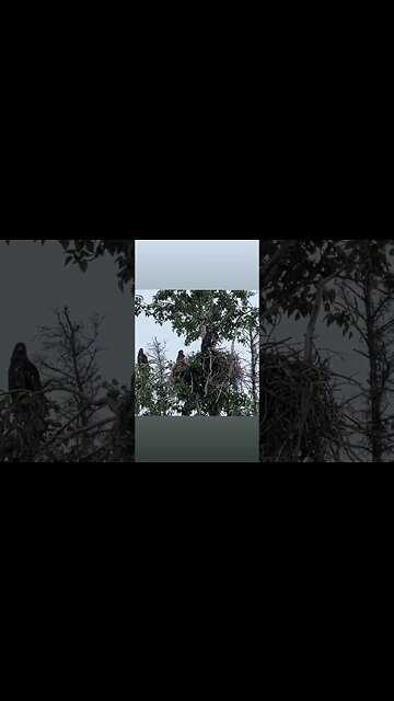 Three Juvenile Eagles #Shorts
