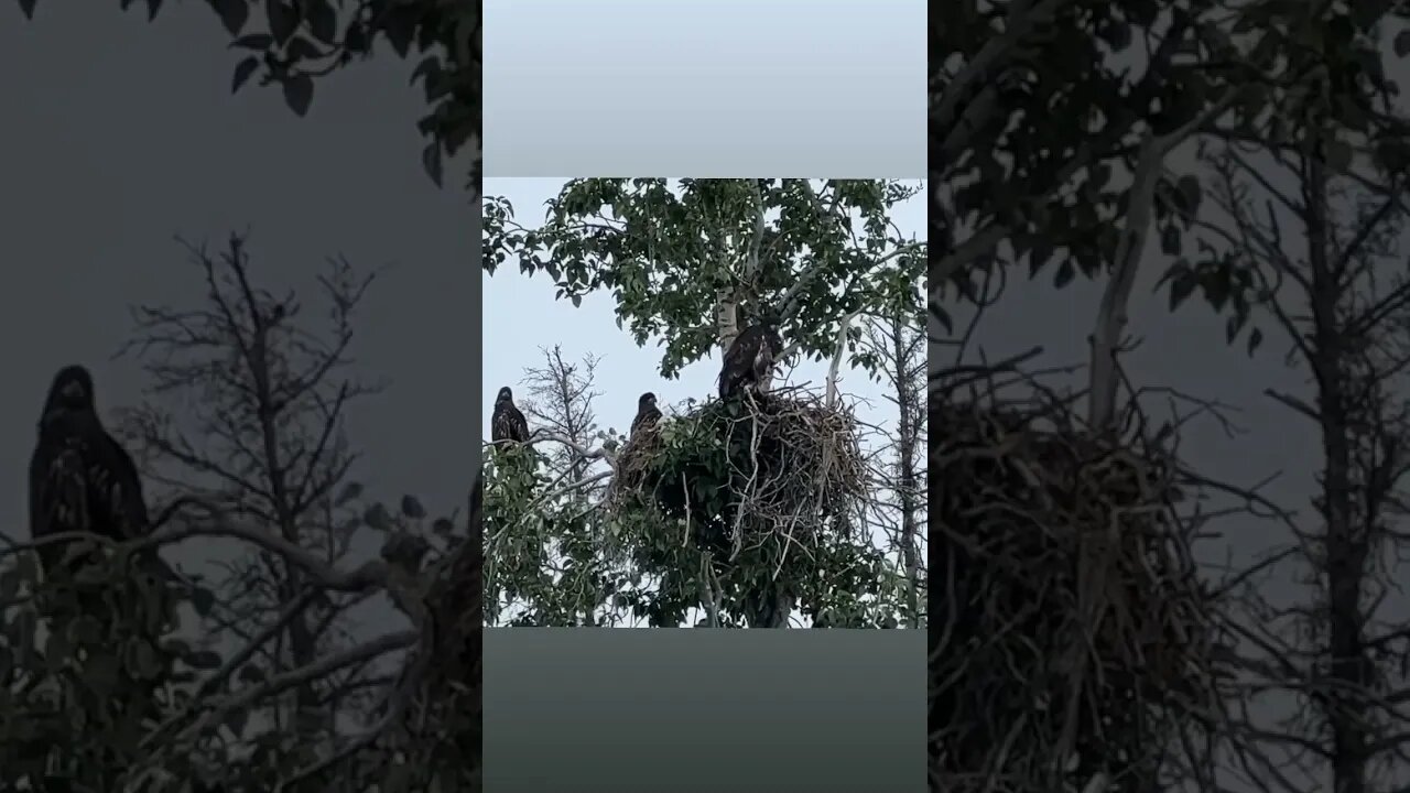 Three Juvenile Eagles #Shorts