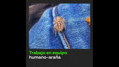 Una araña y una mujer ‘se alían’ para atrapar a una mosca