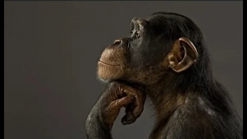 The affectionate monkey named BITY explicitly without comment 🐵🥰