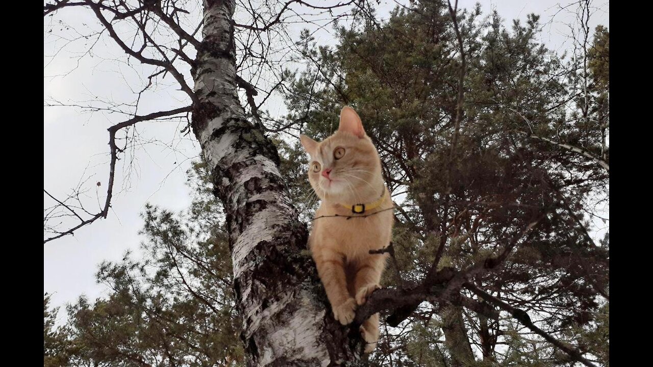 Red cat on a birch tree in the forest