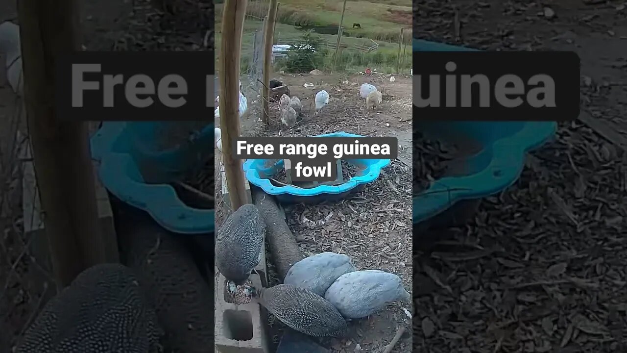 Farm surveillance. Guinea fowl