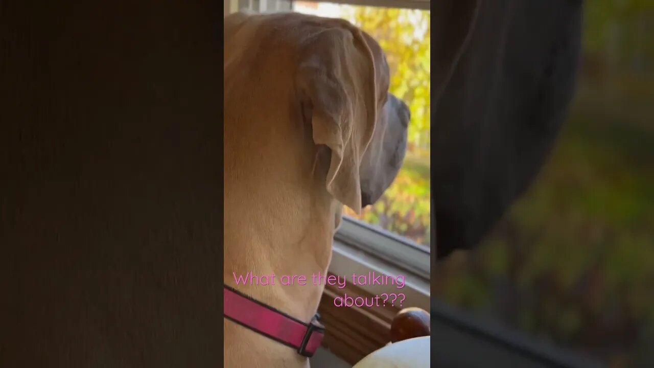 Gertrude thinks she hears the neighbors #bravo #dogs #dogsoftiktok
