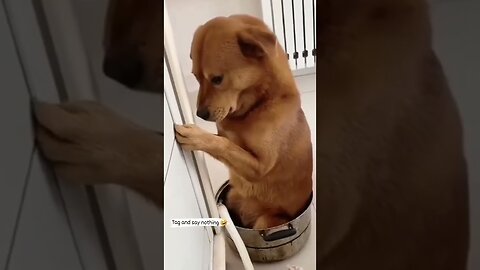 Hilarious Dog Reels Video! 😂🐶 | Tamil Comedy