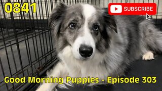 [0841] GOOD MORNING PUPPIES - EPISODE 303 [#dogs #doggos #doggies #puppies #dogdaycare]