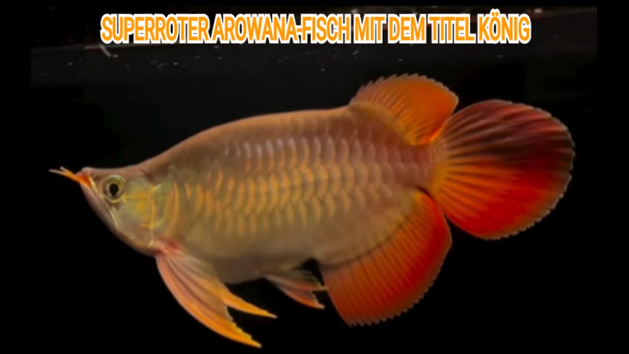 SUPERROTER AROWANA DEKORATIVER FISCH MIT DEM TITEL KÖNIG