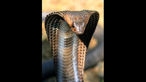 Big Cobra Snake