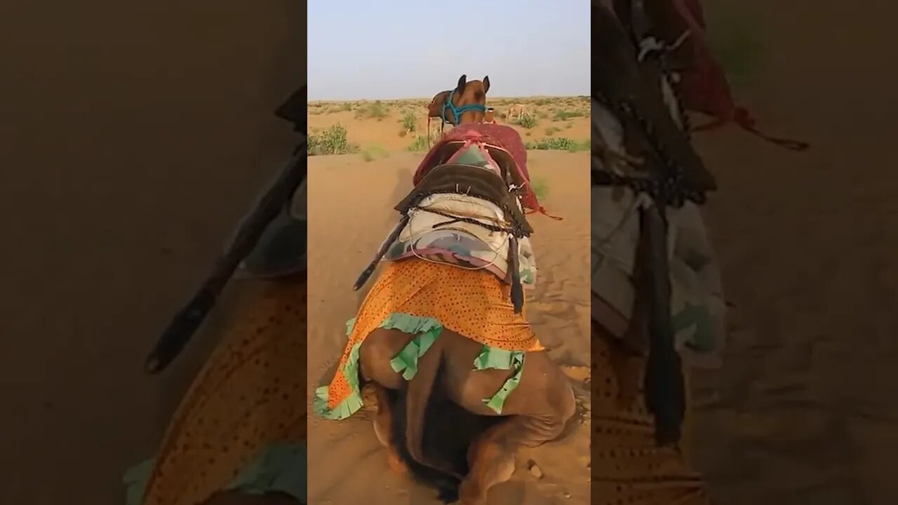 Beetle Eats Camel Poop 💩