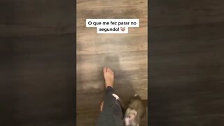 animais engracados 2022