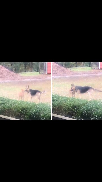 Playful dog literally hugs deer best friend