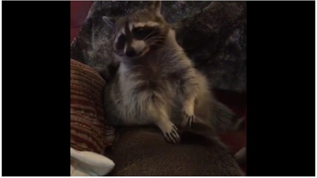 Attentive Raccoon Gently Grooms And Pampers His Pig Best Friend