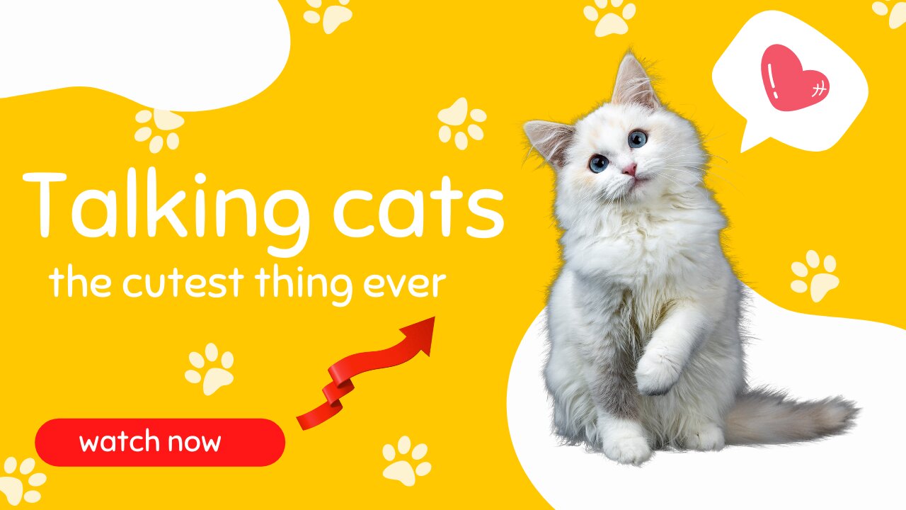 Cute talking cats !! these cats can speak english better than hooman