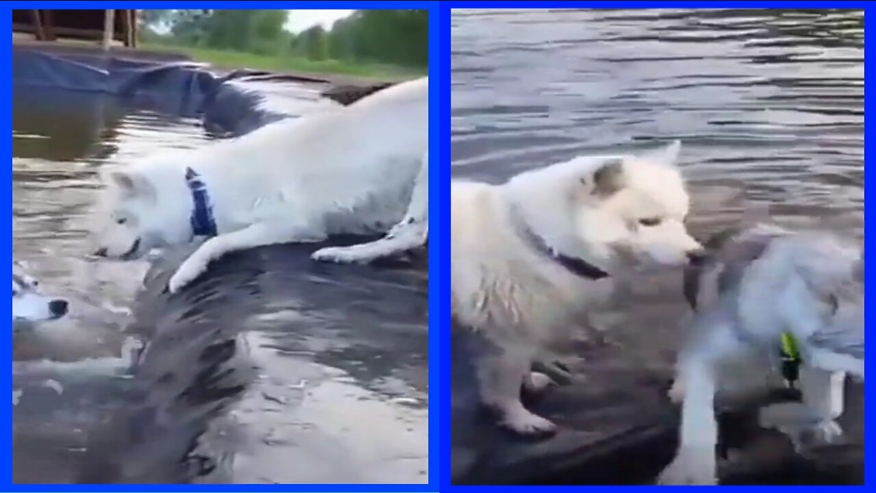 The drowning dog was saved by another dog.
