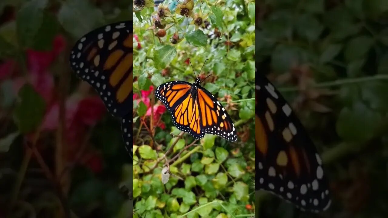 Monarch Butterfly On A Rainy Day At Sanford Airport