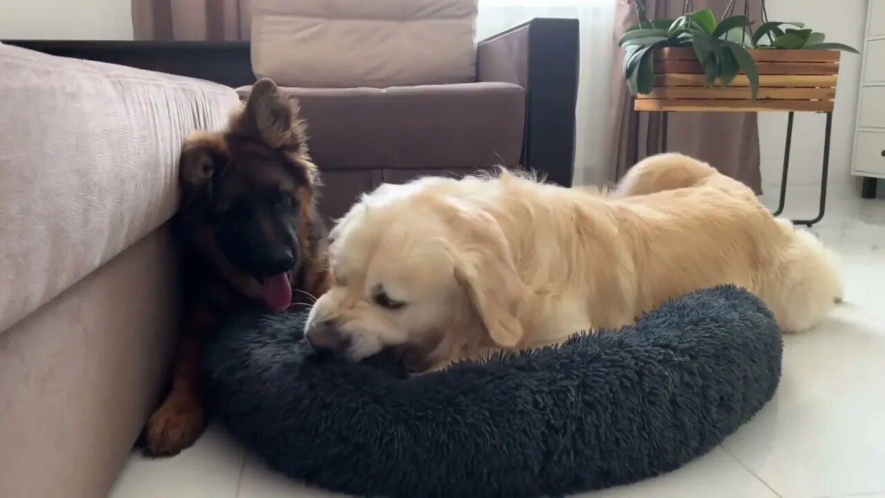 Golden Retriever Hates it when a German Shepherd tries to steal his bed!