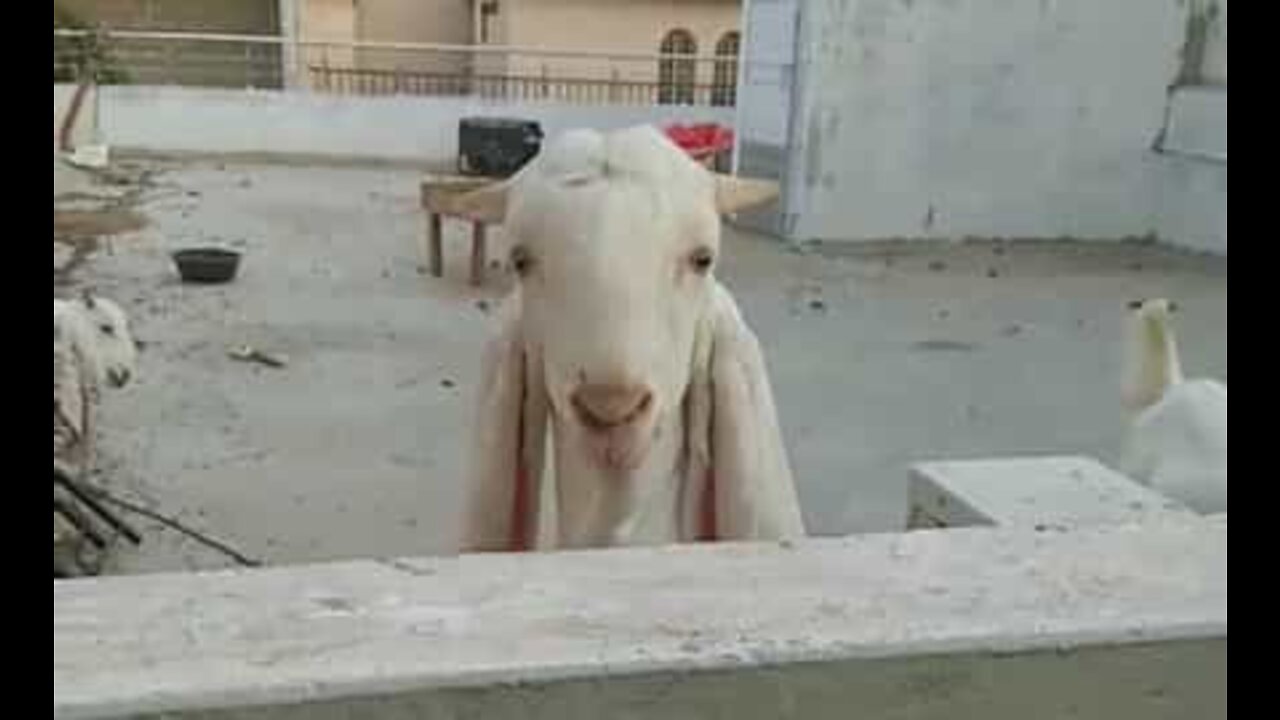 Goat greets neighbor on daily basis