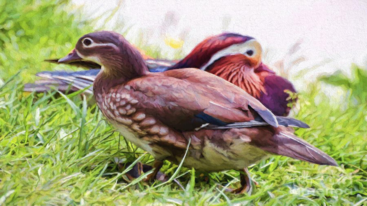 Cute Ducks Couple playing with each other shorts _AnimalEdison